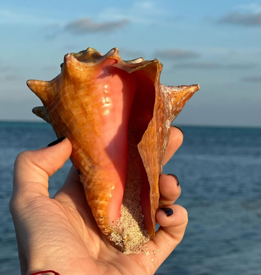 Морская раковина в руке на фоне Атлантики