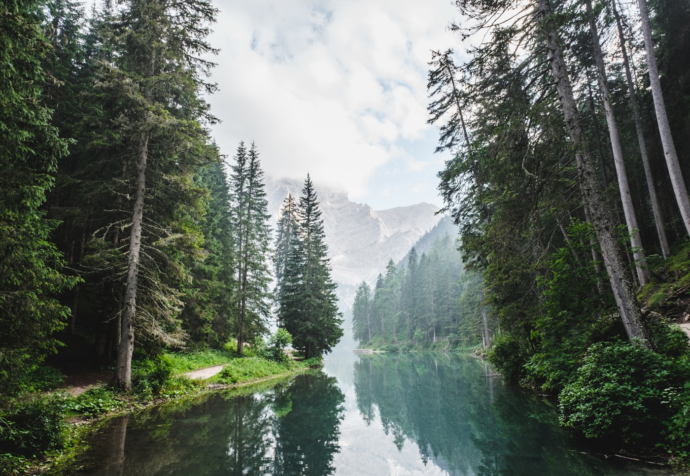 Clean forest stream surrounded by green trees
