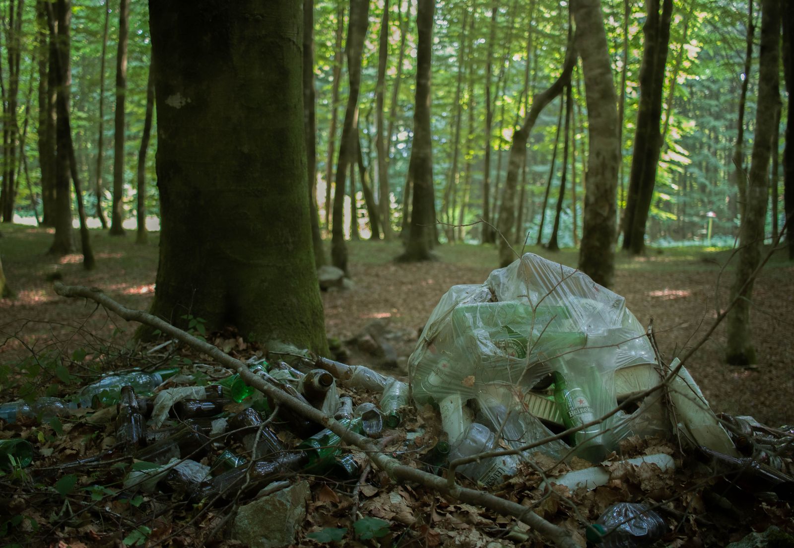 Plastic bottles and trash scattered on forest floor · pollution