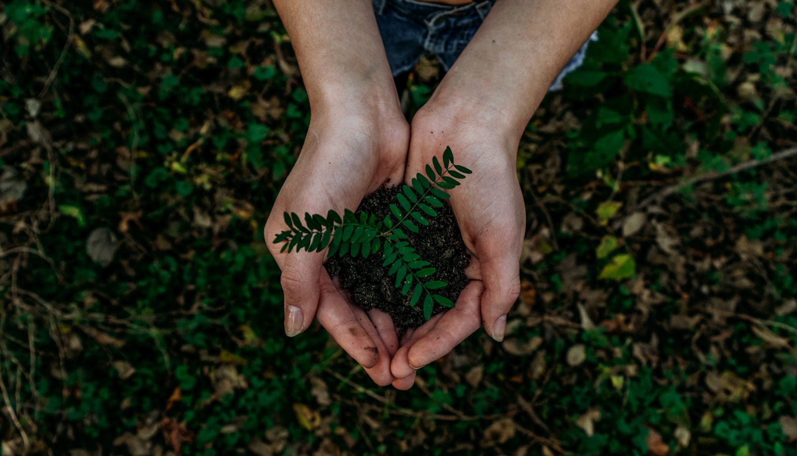 Hands holding small plant seedling in soil · urban greening