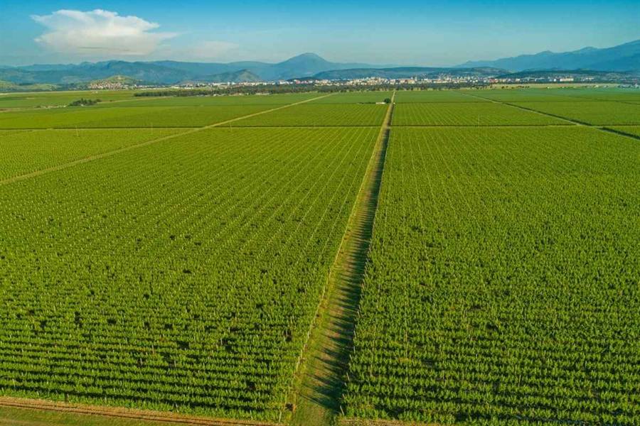Plantaže vineyard rows in Crmnica valley near Skadar Lake Montenegro